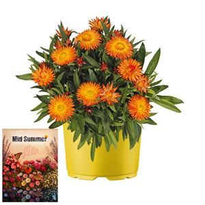 Afbeelding van Ms P12 Bracteantha oranje